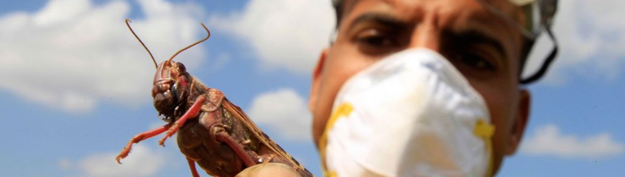 В Туркестанської області Казахстану почали боротися з сараною