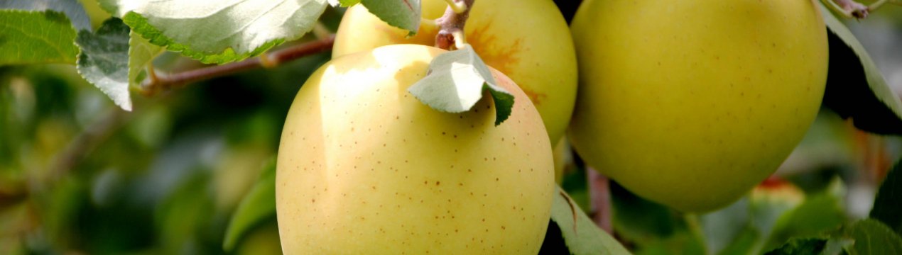 Характеристика та агротехніка вирощування яблуні сорту Айнур