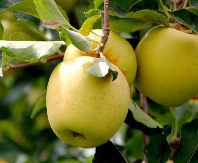 Характеристика та агротехніка вирощування яблуні сорту Айнур