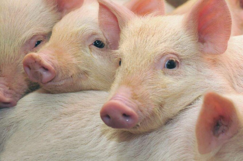 На уральської фермі у вогні загинули 600 поросят На уральської фермі у вогні загинули 600 поросят