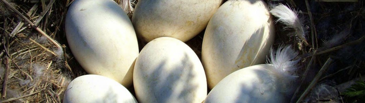 В якому віці починають нестися гуси в домашніх умовах