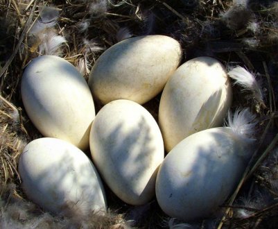 В якому віці починають нестися гуси в домашніх умовах