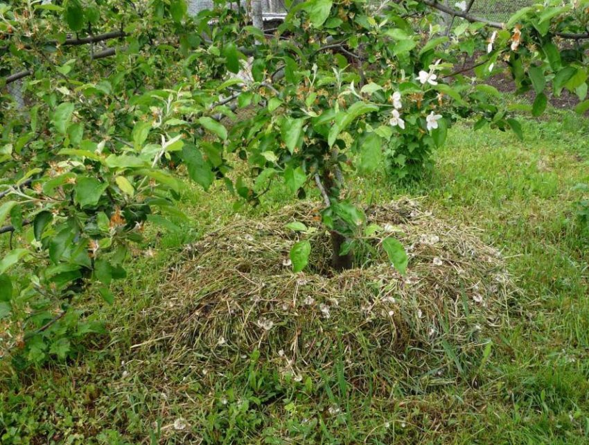 Мульчування пристовбурового стовбура