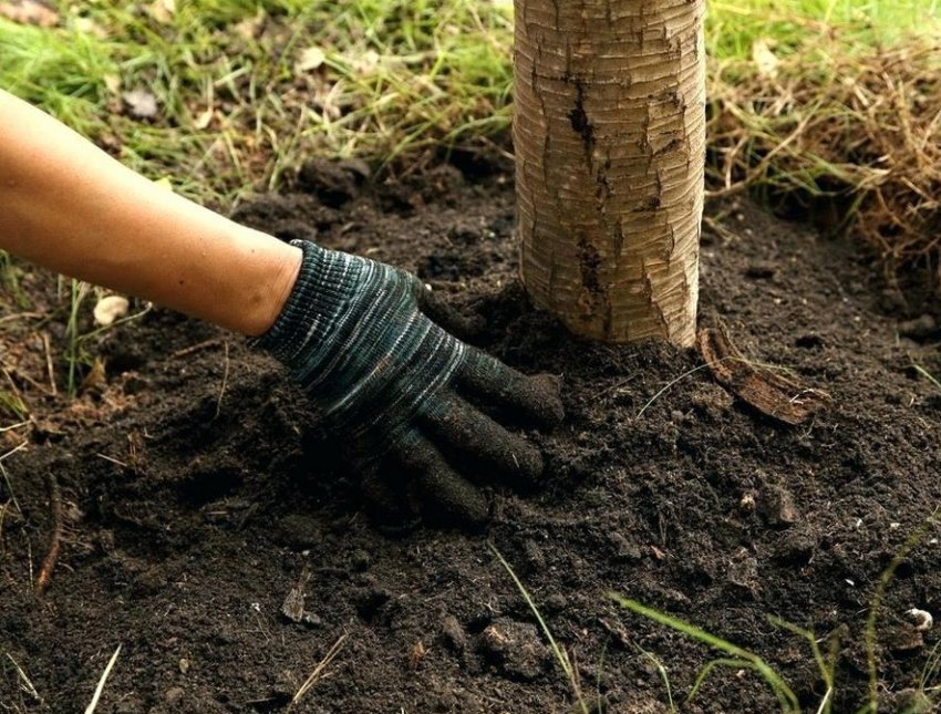 Удобрення яблуні