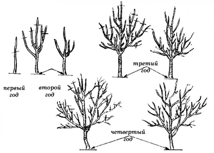 Обрізування і формування крони яблуні