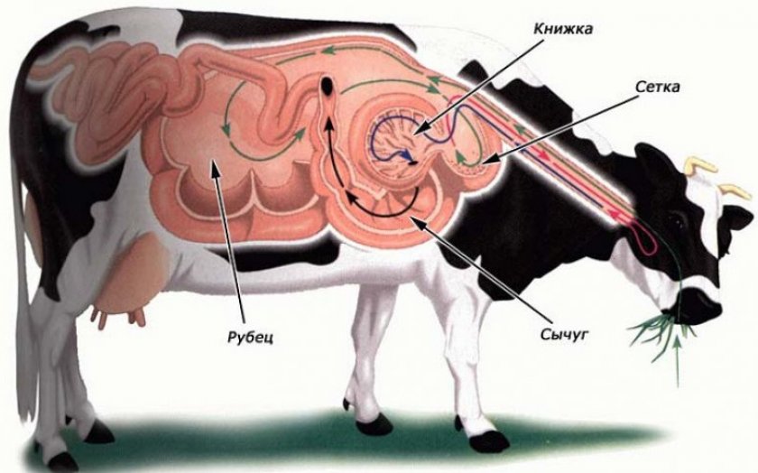 Отделы желудка у коровы