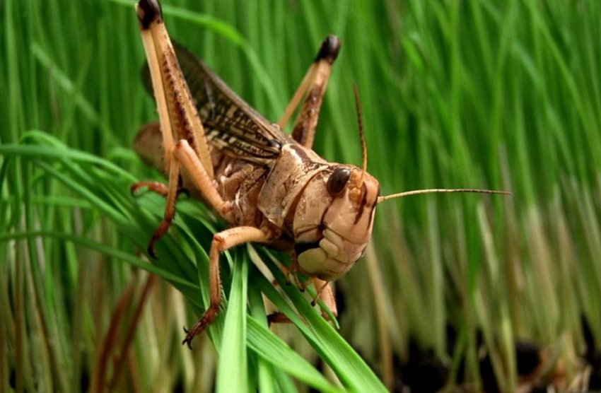 В Туркестанської області Казахстану почали боротися з сараною В Туркестанської області Казахстану почали боротися з сараною