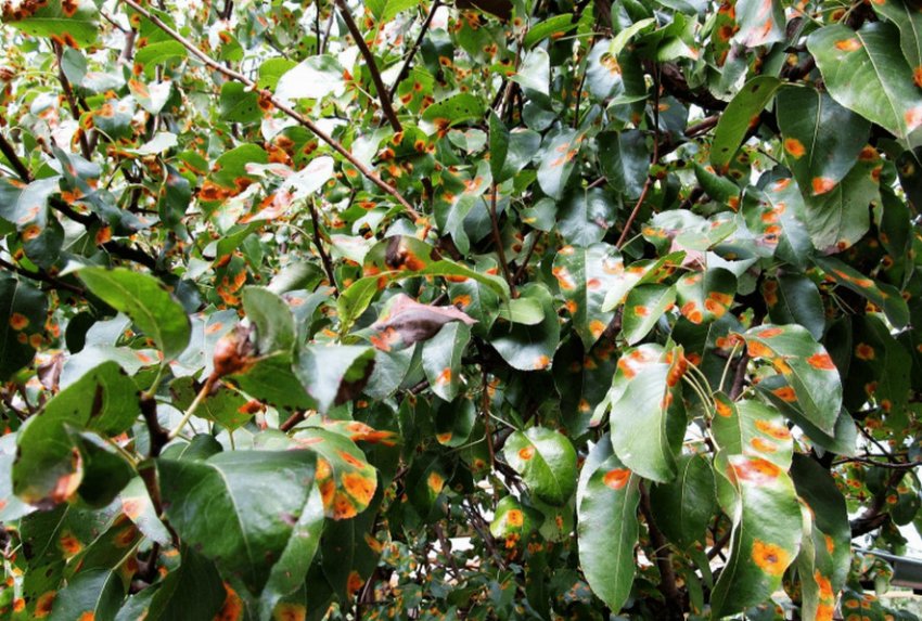 Іржа на листках яблуні