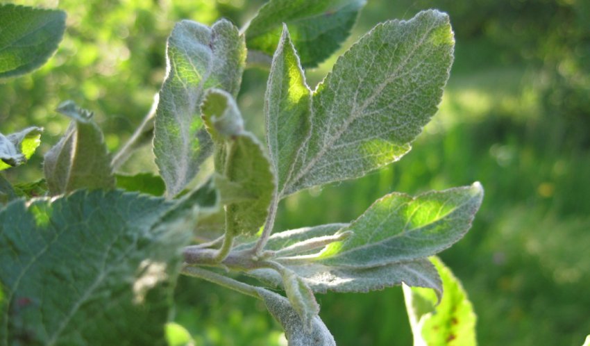 Борошниста роса на листі яблуні