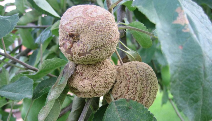 Плодова гниль на плодах яблуні