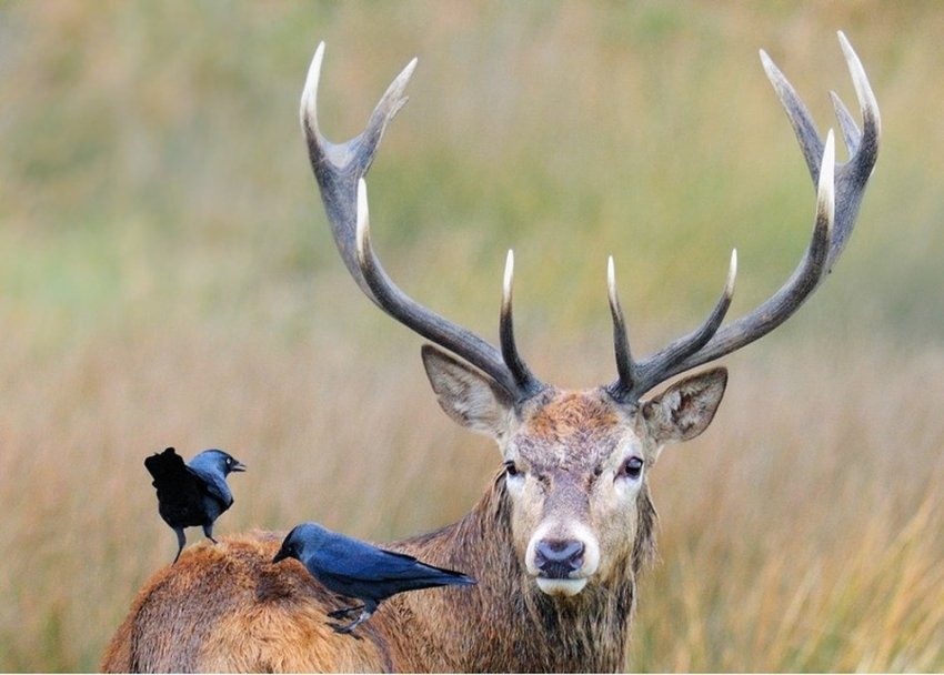 Браконьєри з Гірського Алтаю відправляють рідкісних благородних оленів духовки сахалінських домогосподарок