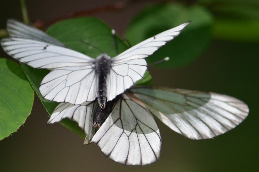 Боярышница