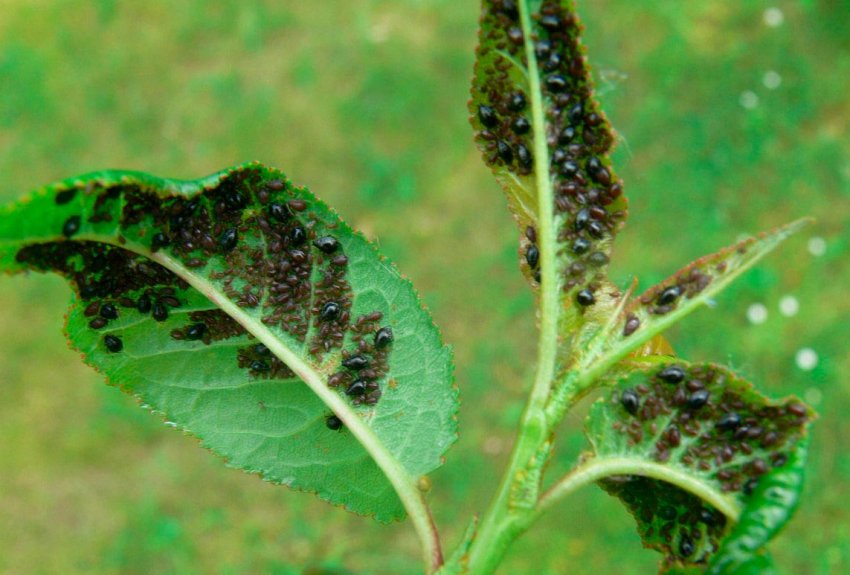Попелиця на листках яблуні