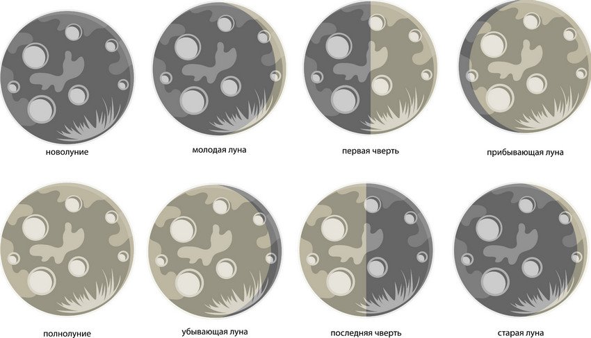 Фази місяця