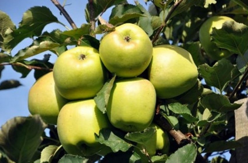 Яблуня Айнур