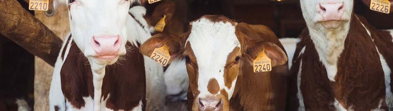 Волинські фермери виготовляють органічні молочні продукти