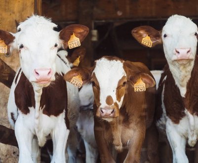 Волинські фермери виготовляють органічні молочні продукти