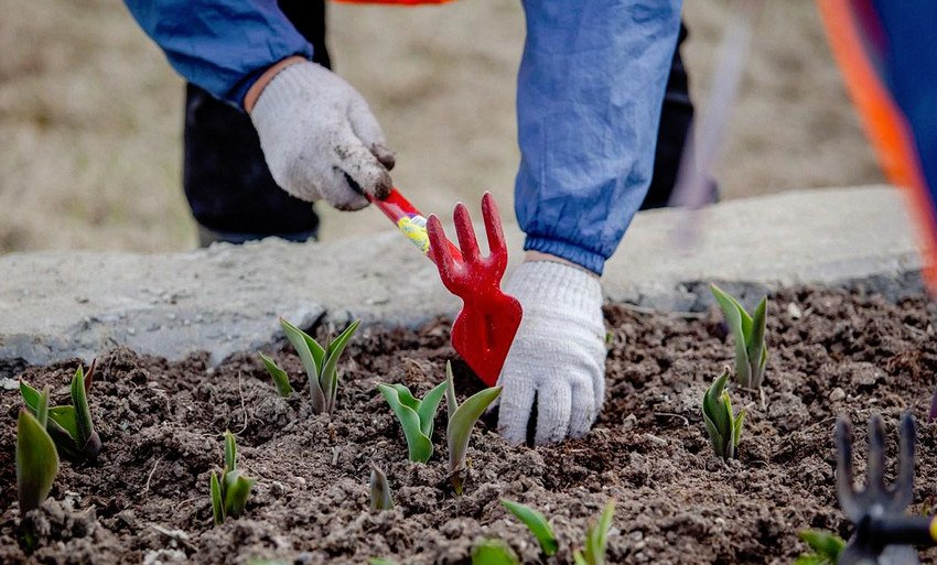 Посадка тюльпанів