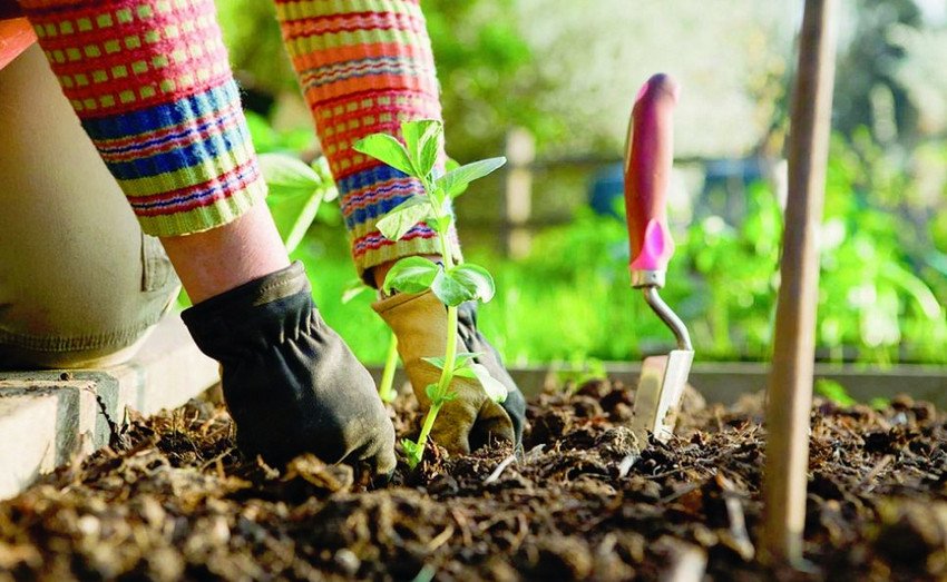 Посадка рослин