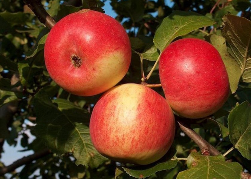 Яблоня Серебряное копытце Яблоня Серебряное копытце