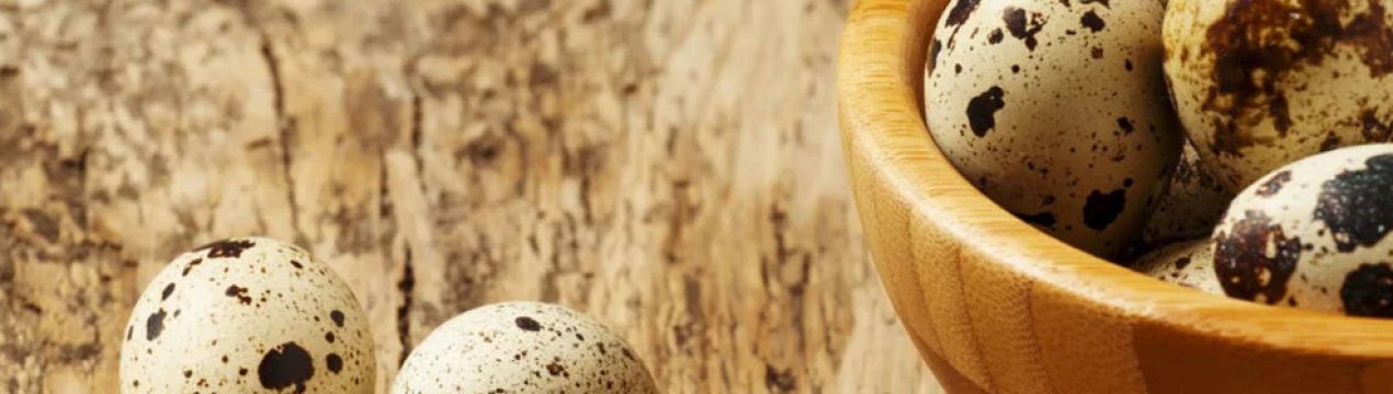 Інкубація перепелиних яєць в домашніх умовах