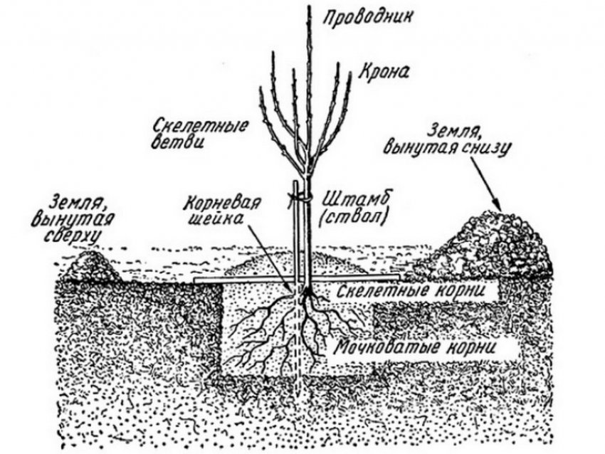 Схема посадки яблуні Схема посадки яблуні