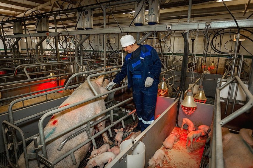 На Західній Україні скоро з'явиться великий свинокомплекс На Західній Україні скоро з'явиться великий свинокомплекс