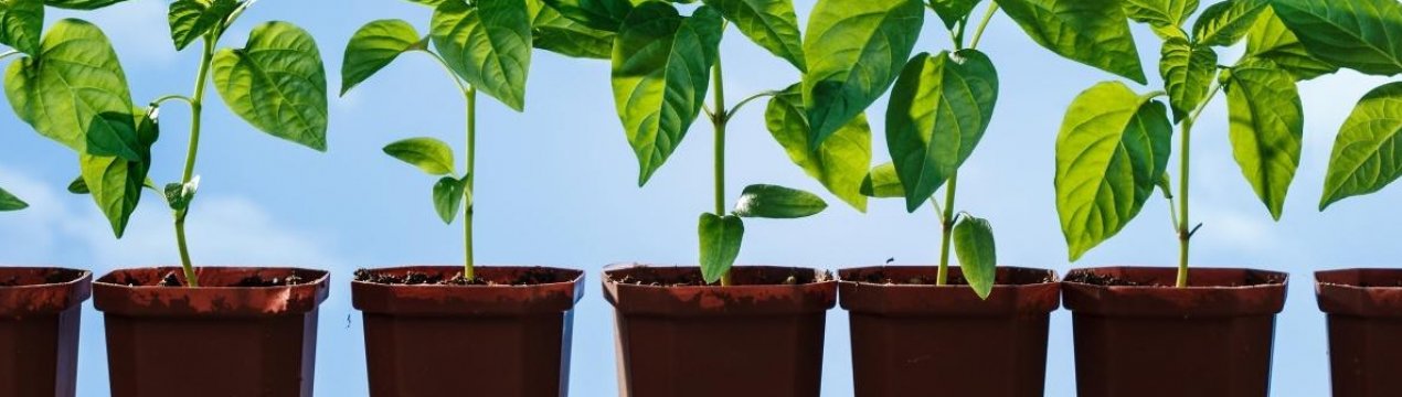 Посадка перцю на розсаду в 2019 році за місячним календарем