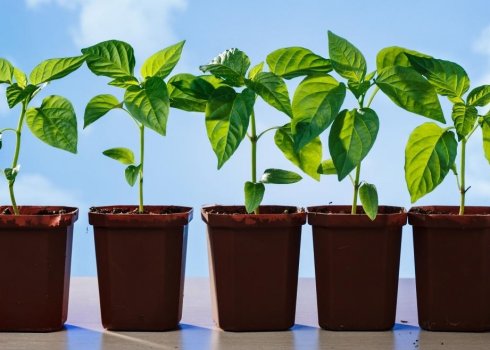 Посадка перцю на розсаду в 2019 році за місячним календарем