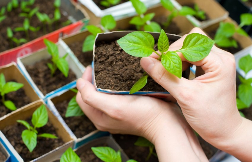 Вирощування розсади перцю Вирощування розсади перцю