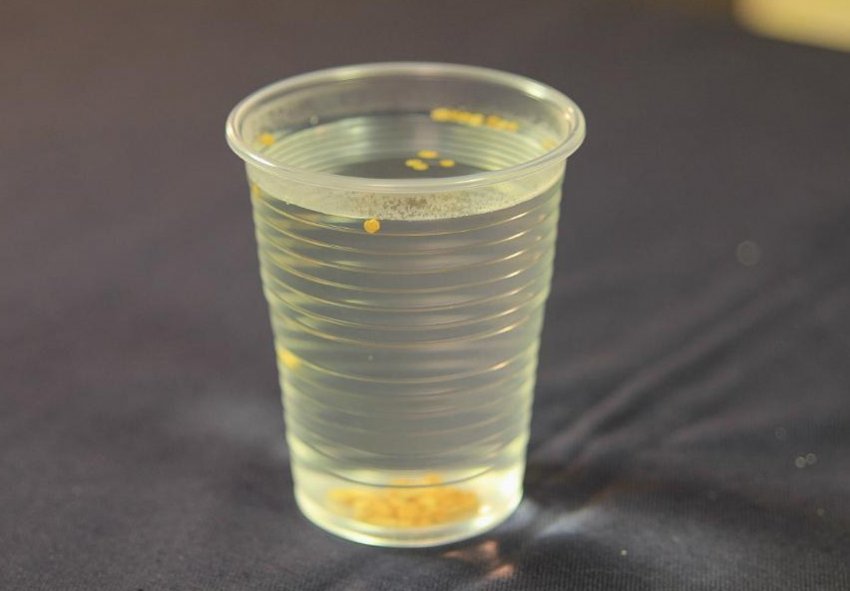 Замочування насіння перцю Замочування насіння перцю