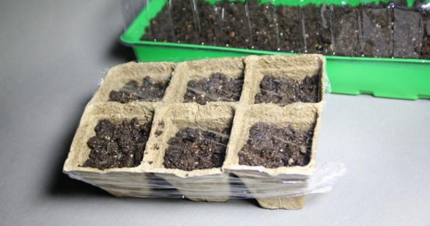 Посів перцю на розсаду Посів перцю на розсаду