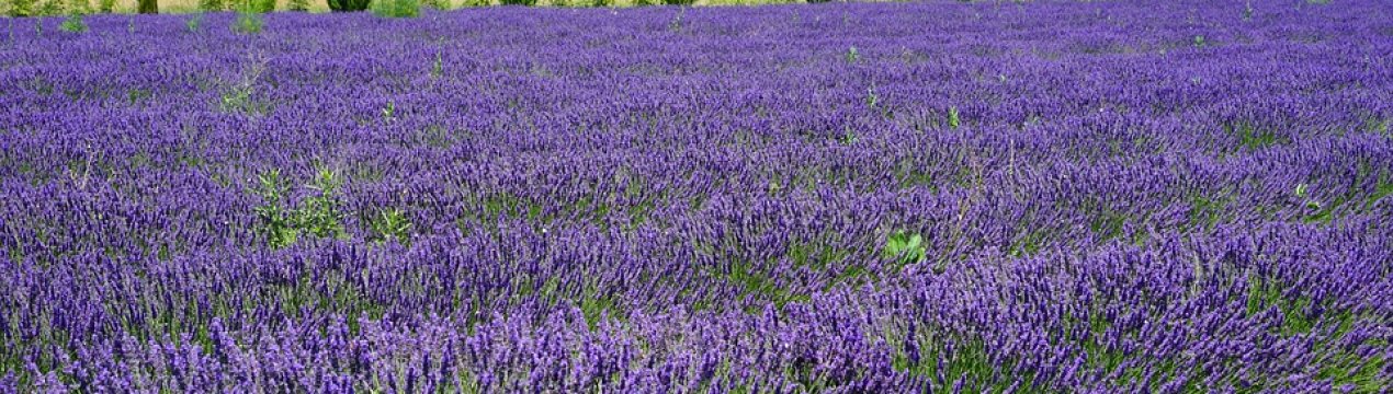Лавандові поля зацвітуть під Києвом
