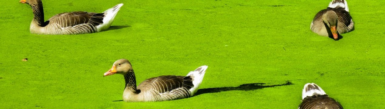 Ряска може стати харчовим продуктом майбутнього