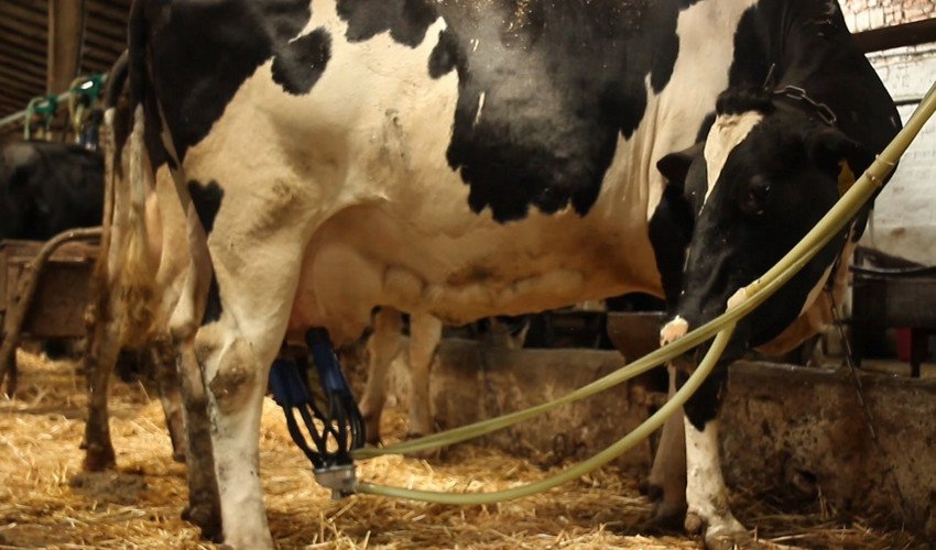 Доїння корови Доїння корови