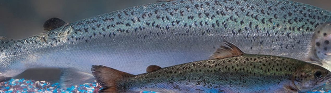 В США дозволено ГМО-лосось