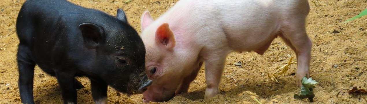 Живець свині в Україні дешевшає