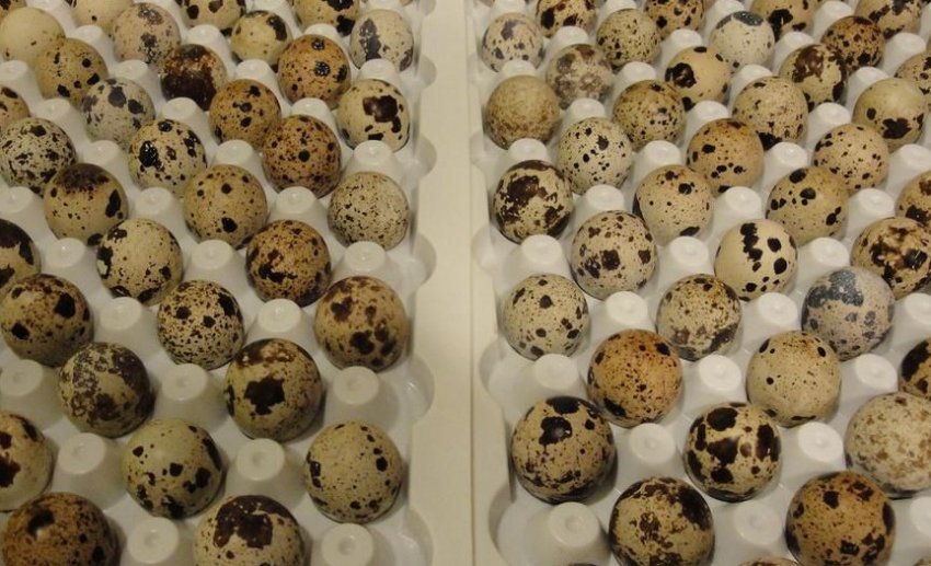 Вертикальна закладка яєць