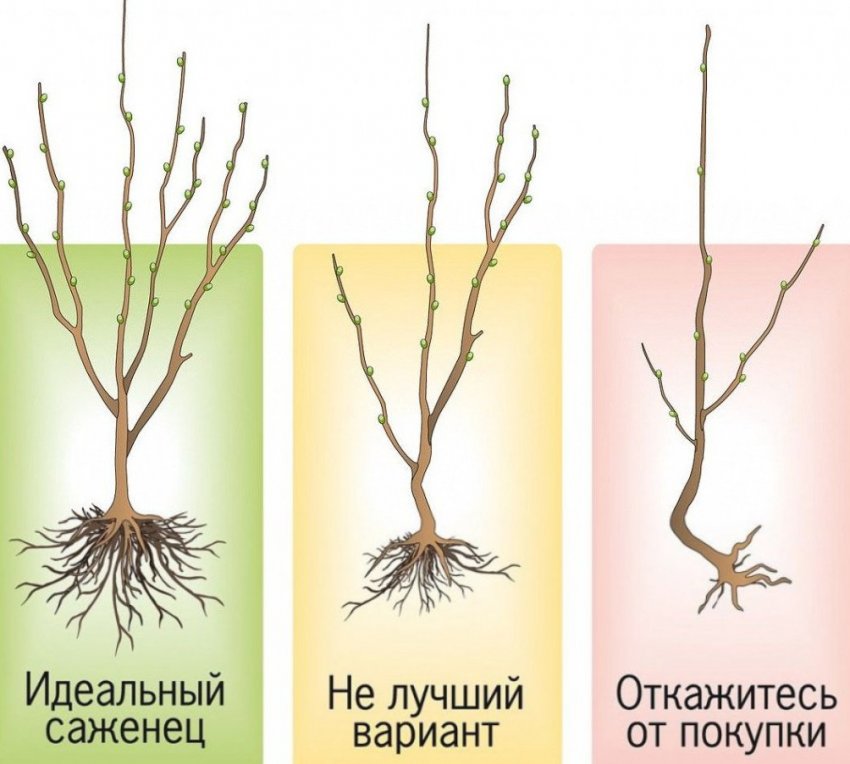 Вибір саджанці груші Вибір саджанці груші