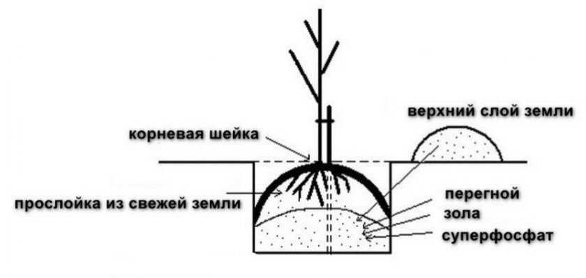 Схема посадки саженца груши Схема посадки саженца груши