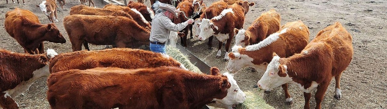 У штаті Міссурі за останній місяць загинуло двісті корів