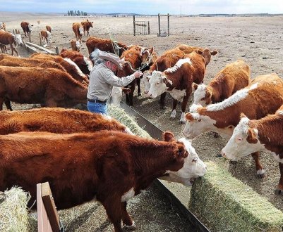 У штаті Міссурі за останній місяць загинуло двісті корів