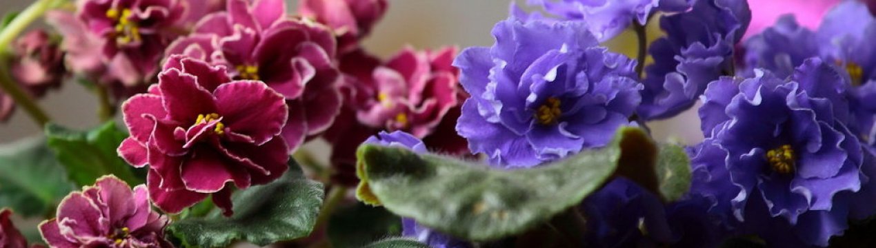 Особливості пересадки фіалок за місячним календарем 2019 року