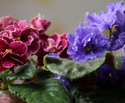 Особливості пересадки фіалок за місячним календарем 2019 року