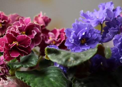 Особенности пересадки фиалок по лунному календарю 2019 года