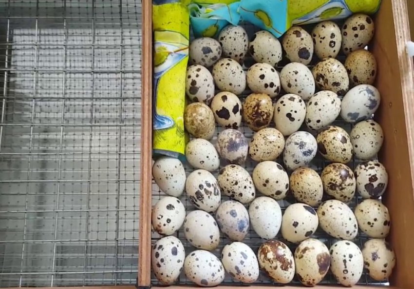 Горизонтальна закладка яєць