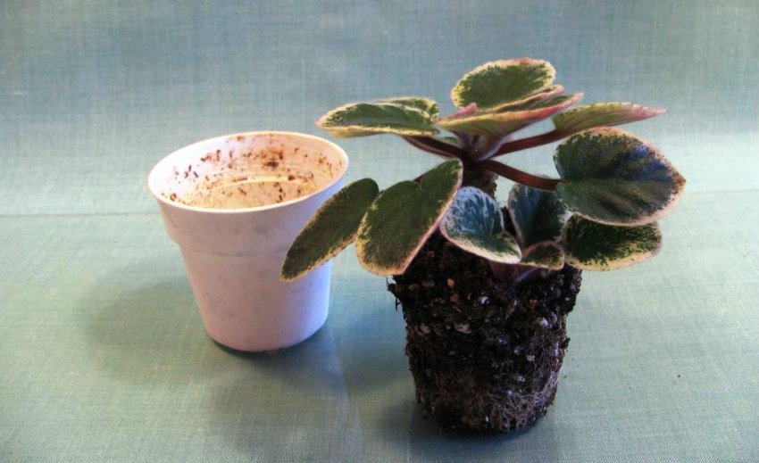 Пересадка фіалки