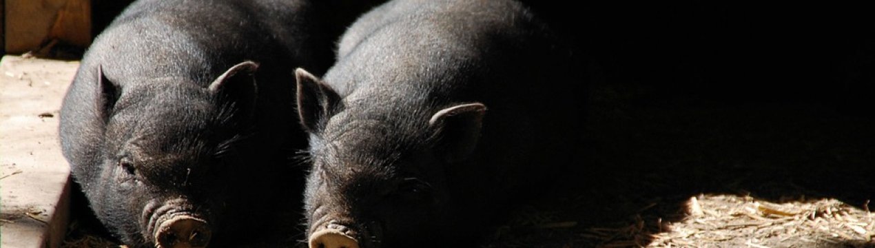 Свинарство – найдорожча галузь тваринництва України