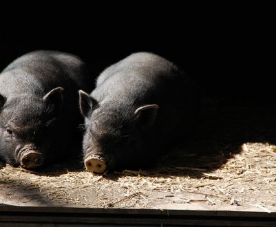 Свинарство – найдорожча галузь тваринництва України