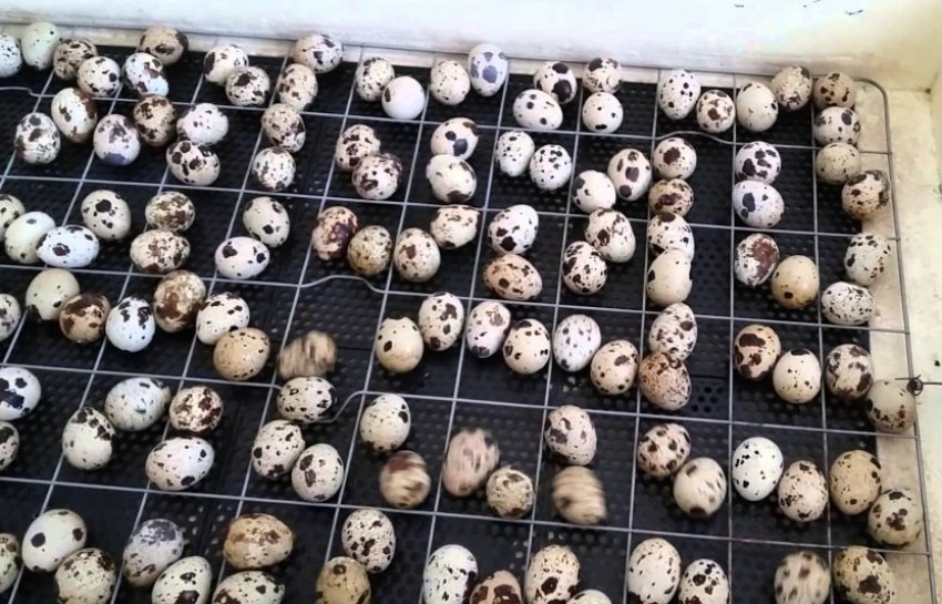 Інкубація перепелиних яєць